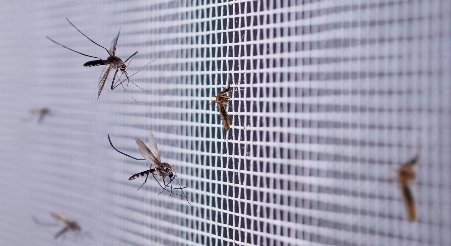 Funes le sigue dando batalla al gran enemigo del verano: el mosquito